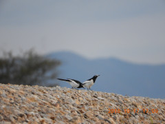DSCN5936.JPG