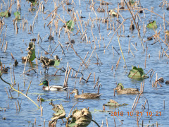 DSCN5991.JPG