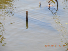 DSCN6001.JPG