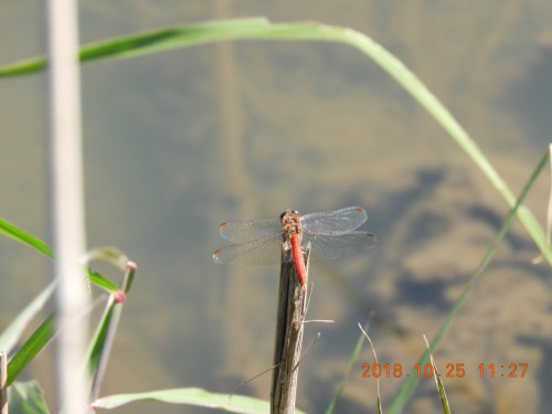 DSCN6025.JPG