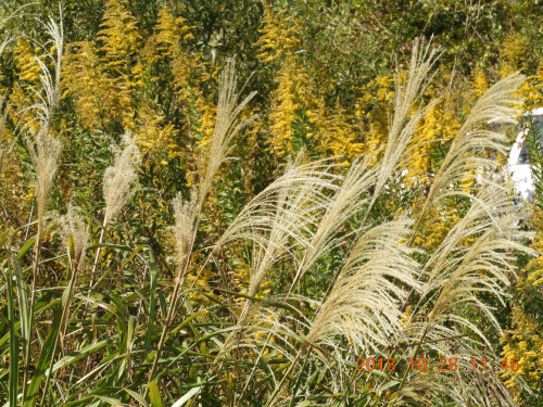 DSCN6073.JPG