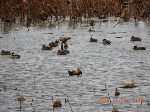 DSCN6208.JPG