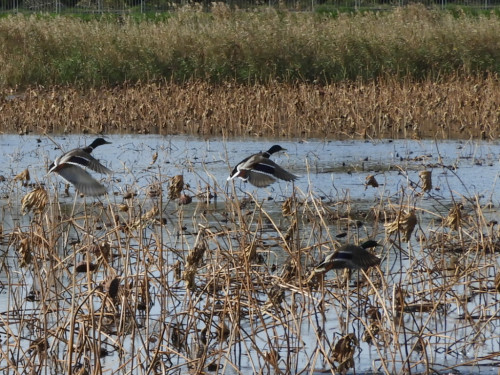 RSCN6211.JPG