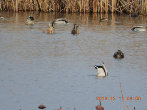 DSCN6415.JPG