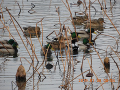 DSCN6749.JPG