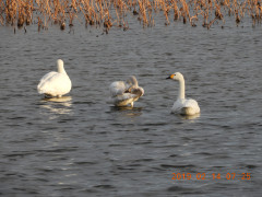 DSCN6686.JPG