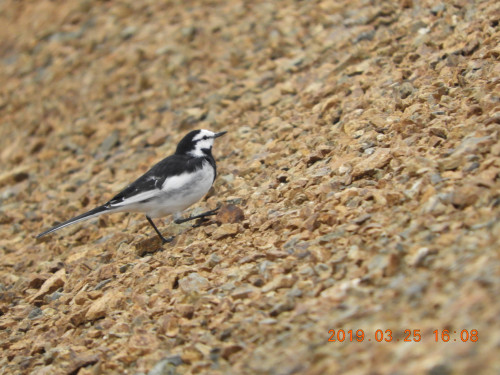DSCN7460.JPG