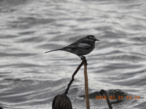 DSCN7627.JPG