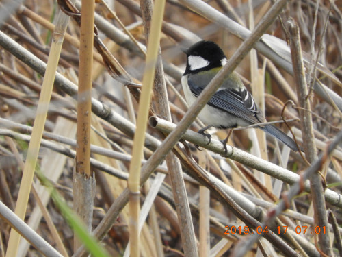 DSCN7810.JPG