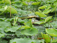 DSCN8411.JPG