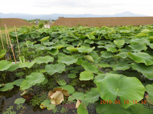 DSCN8575.JPG