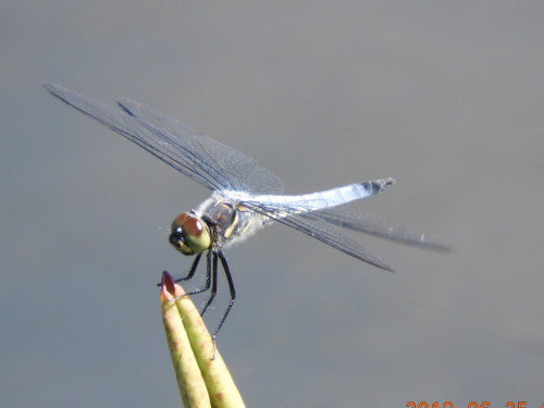 RSCN8671.JPG