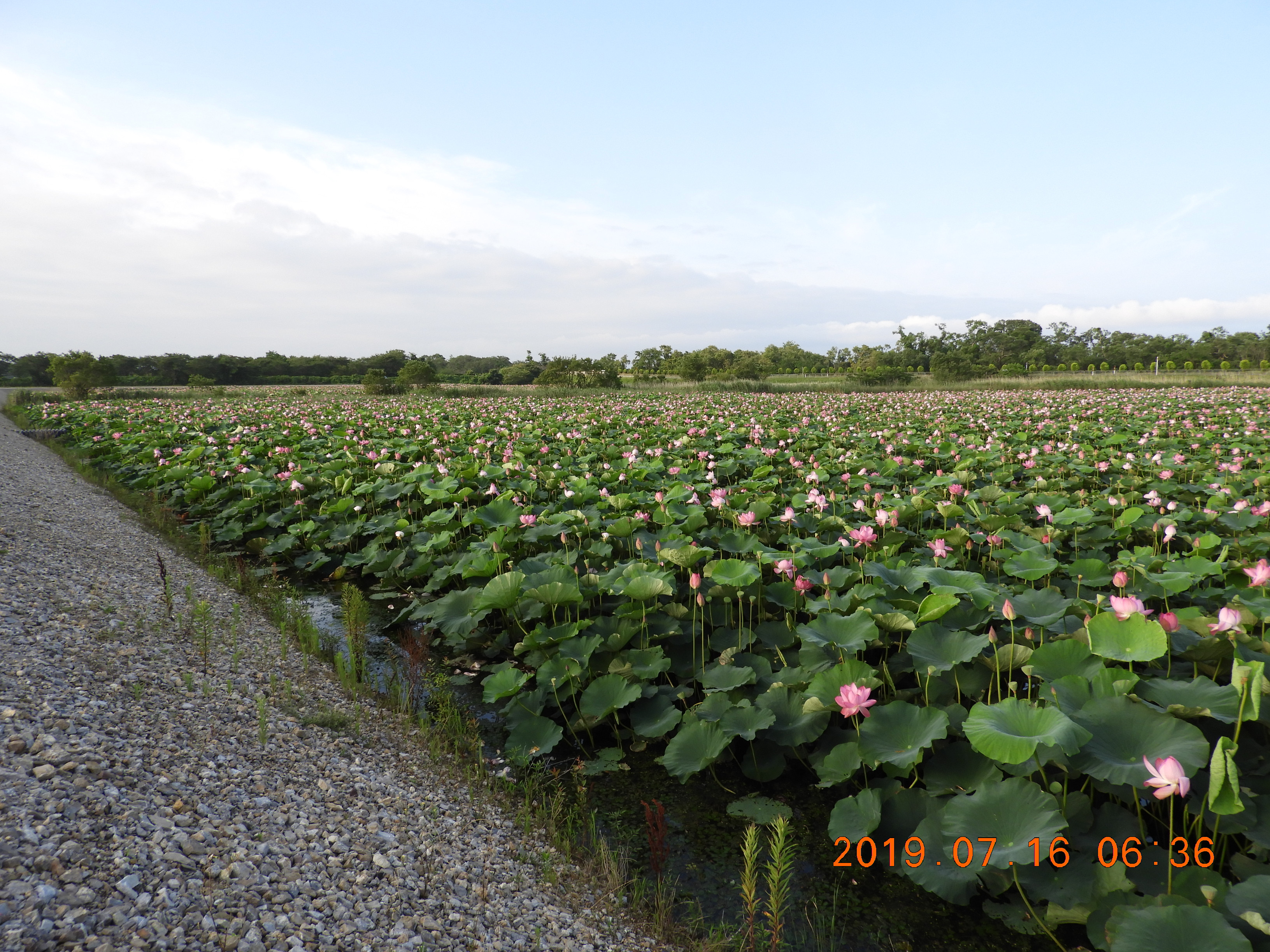 今日のビオトープ 今日のビオトープ 詳細はこの文字をクリック 29ページ 早崎内湖ビオトープ公式ホームページ