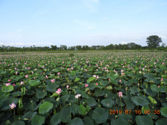 今日のビオトープ 今日のビオトープ 詳細はこの文字をクリック 29ページ 早崎内湖ビオトープ公式ホームページ