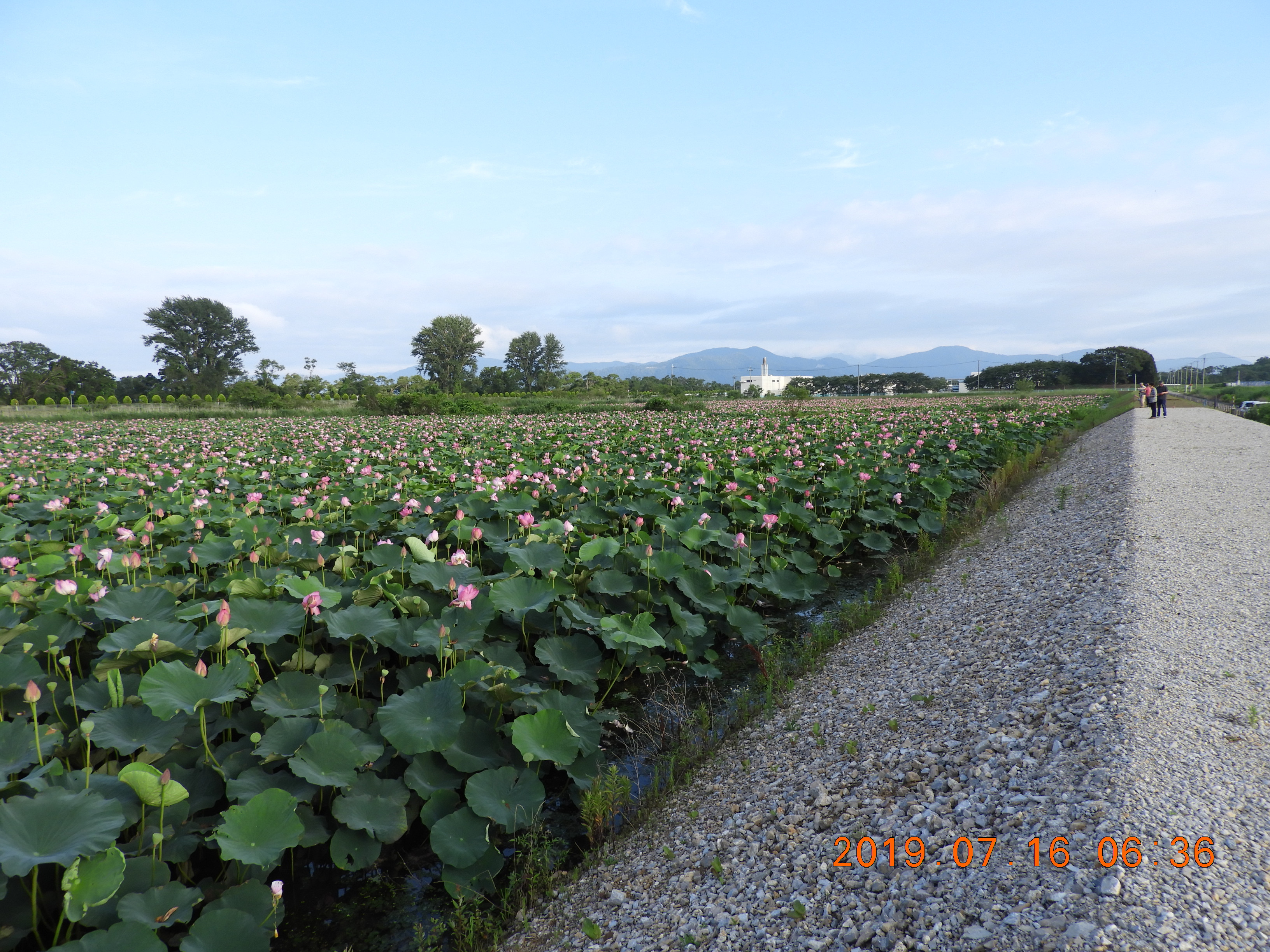 今日のビオトープ 今日のビオトープ 詳細はこの文字をクリック 29ページ 早崎内湖ビオトープ公式ホームページ