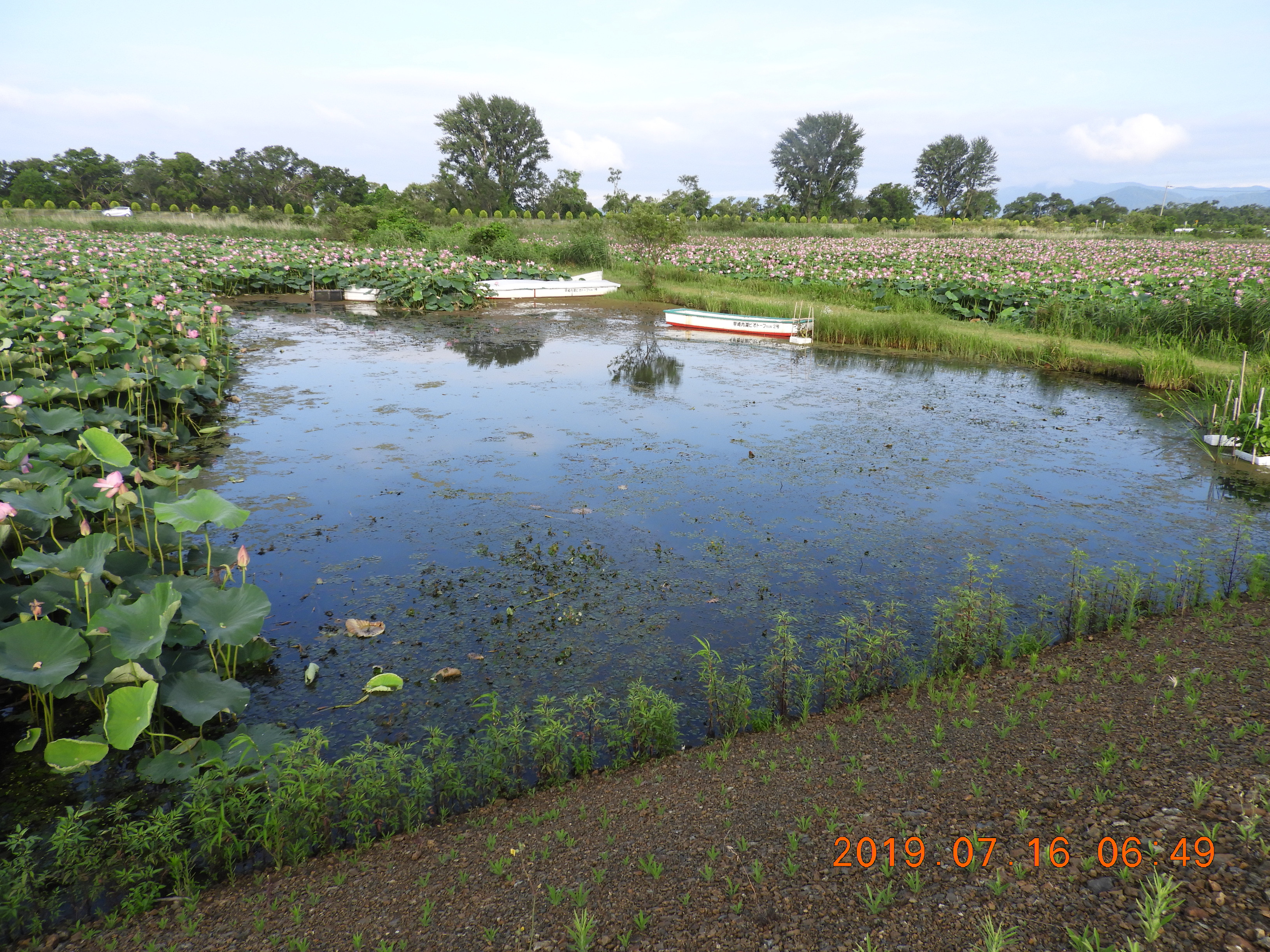 今日のビオトープ 今日のビオトープ 詳細はこの文字をクリック 29ページ 早崎内湖ビオトープ公式ホームページ