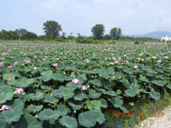 DSCN8911.JPG
