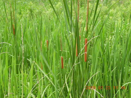 DSCN8922.JPG