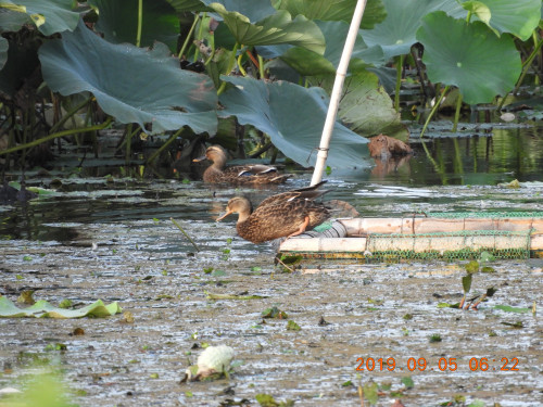 DSCN9529.JPG