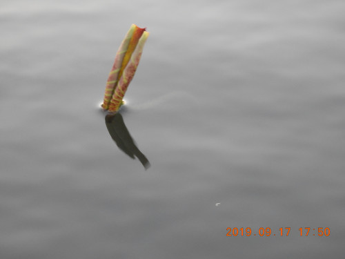 DSCN9632.JPG