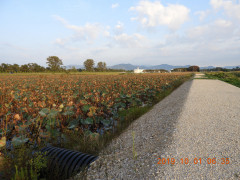 DSCN9687.JPG