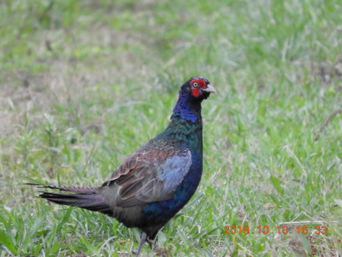 DSCN9726.JPG