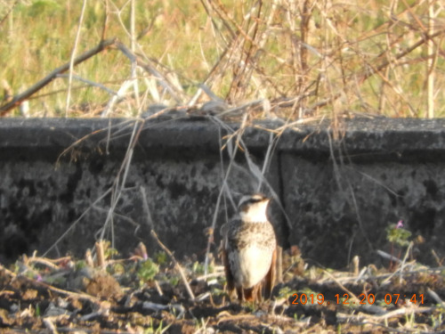 DSCN0082.JPG