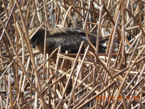 DSCN0604.JPG