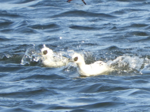 RSCN2430.JPG