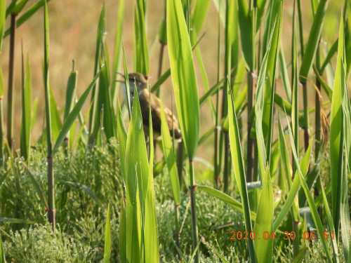DSCN9068.JPG