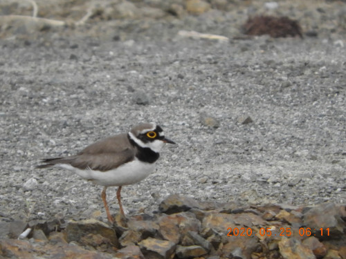 DSCN9490.JPG