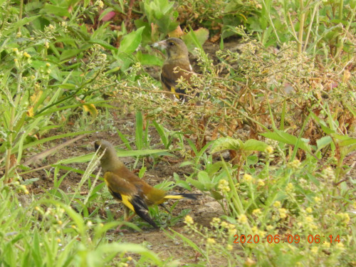 DSCN0039.JPG