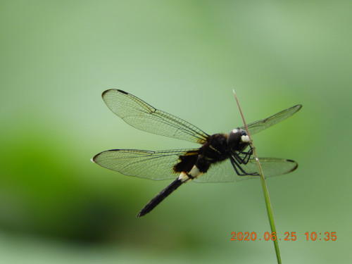 DSCN9600.JPG