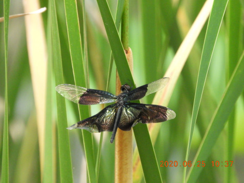 DSCN9603.JPG