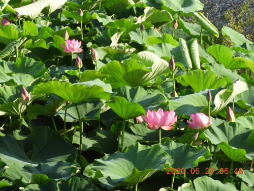 DSCN9654.JPG