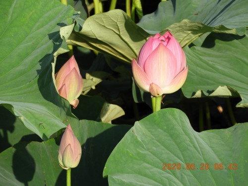 DSCN9650.JPG