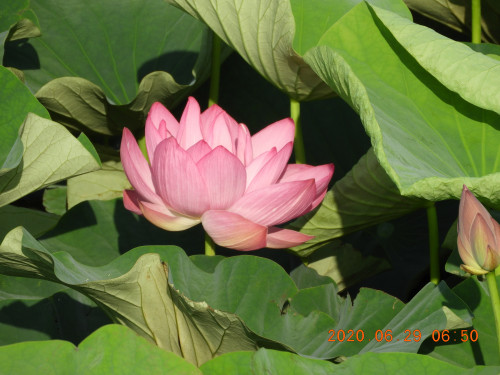 DSCN9656.JPG