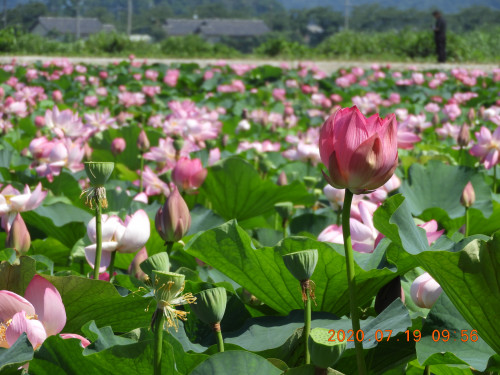 DSCN9774.JPG