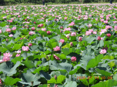 DSCN9782.JPG