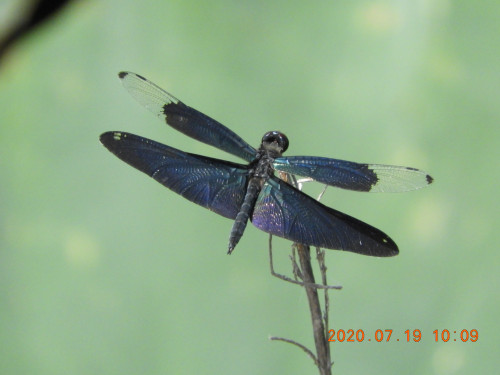 DSCN9788.JPG