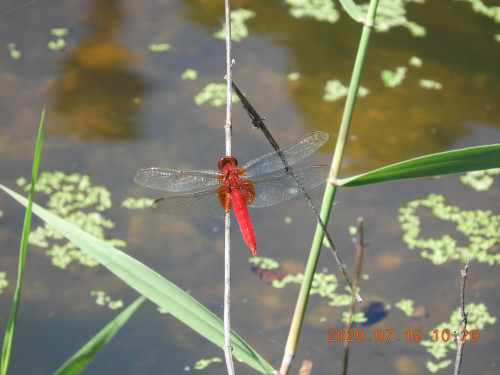 DSCN9801.JPG