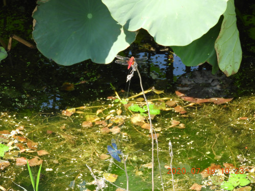 DSCN9807.JPG