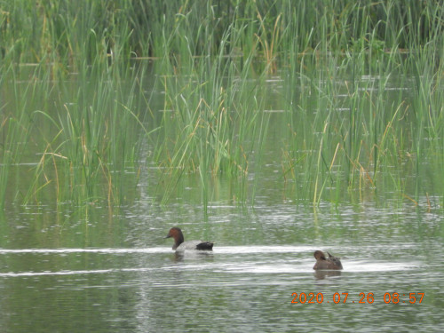 DSCN9816.JPG