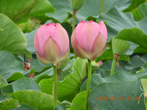 DSCN9818.JPG