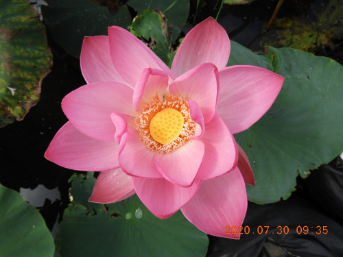 DSCN9943.JPG