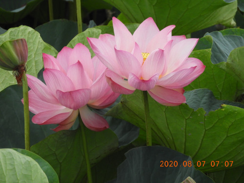 DSCN0038.JPG
