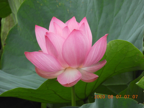 DSCN0039.JPG