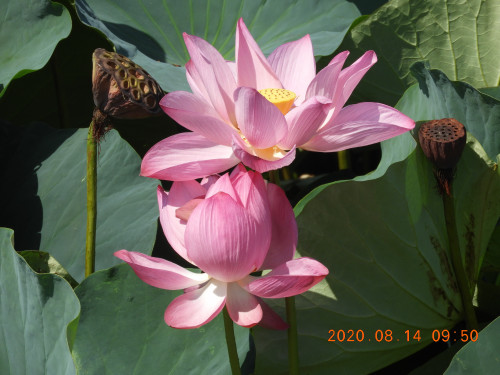 DSCN0142.JPG