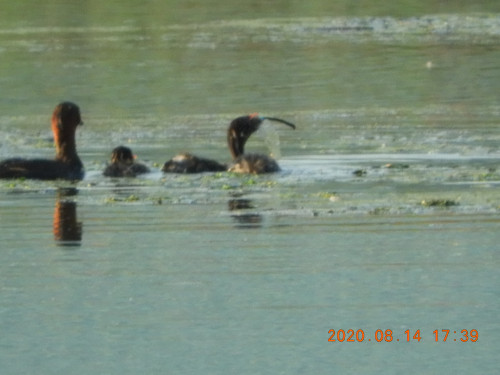 DSCN0176.JPG