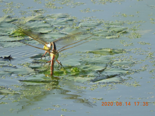 DSCN0155.JPG